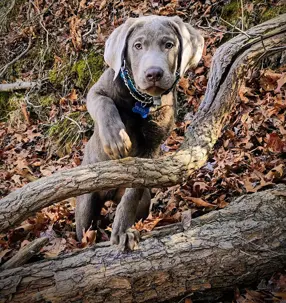 dog